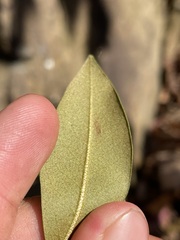 Rhododendron minus