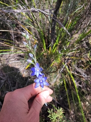 Thelymitra ixioides
