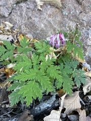 Dicentra eximia