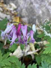 Dicentra eximia