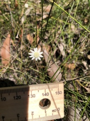 Actinotus minor