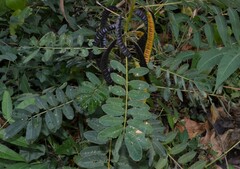 Senna marilandica