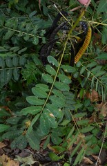 Senna marilandica