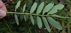 Senna marilandica