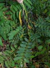 Senna marilandica