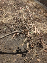 Corymbia citriodora