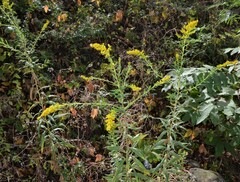 Solidago altissima