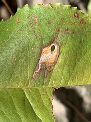 Coptodisca splendoriferella