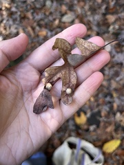 Callirhytis quercusfutilis