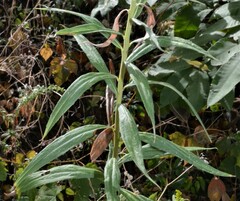 Solidago altissima