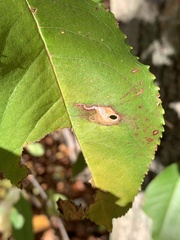 Coptodisca splendoriferella