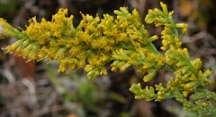 Solidago altissima