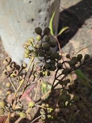 Corymbia citriodora