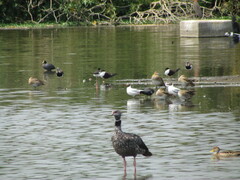 Chroicocephalus cirrocephalus