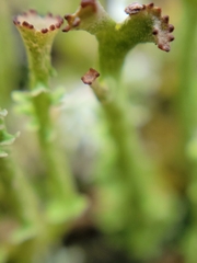 Cladonia gracilis
