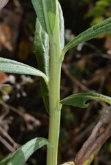 Solidago altissima