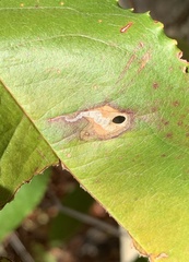 Coptodisca splendoriferella