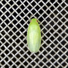 Chloronana