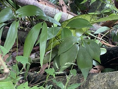 Zamia huilensis