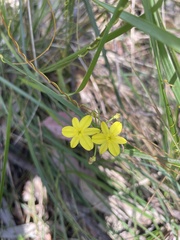 Tricoryne elatior