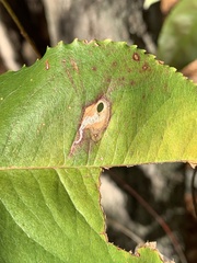 Coptodisca splendoriferella