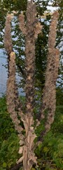 Verbascum thapsus