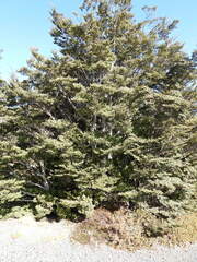 Nothofagus