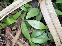 Zamia huilensis