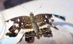 Anthanassa tulcis
