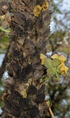 Verbascum thapsus