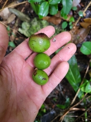 Ottoschulzia rhodoxylon