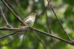 Sporophila frontalis
