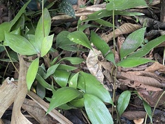 Zamia huilensis