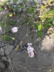 Boerhavia xantii