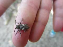 Aegomorphus quadrigibbus