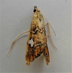 Glaucocharis leucoxantha