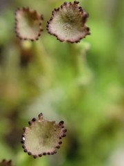 Cladonia gracilis