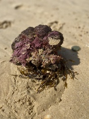 Pyura praeputialis