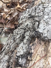 Xylaria longiana