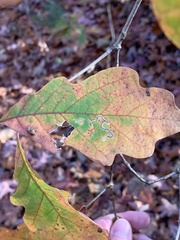 Stigmella saginella