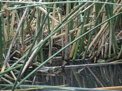 Phleocryptes melanops