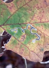 Stigmella saginella