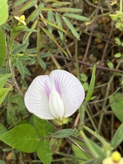 Centrosema pubescens