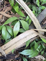 Zamia huilensis