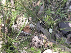 Actinotus minor