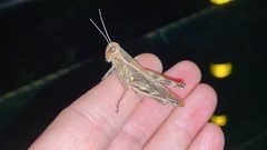 Shirakiacris shirakii