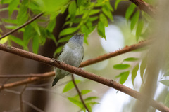 Ilicura militaris