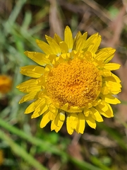 Leucochrysum albicans