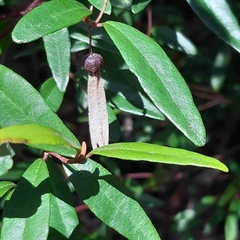 Zanthoxyloideae