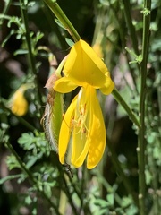 Cytisus